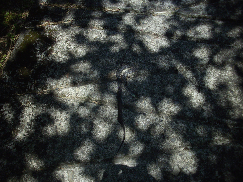 f:id:blepharisma:20121016100852j:image