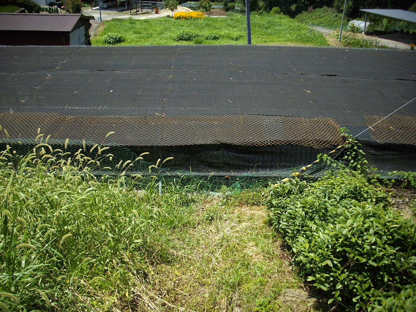 f:id:blepharisma:20121016100856j:image