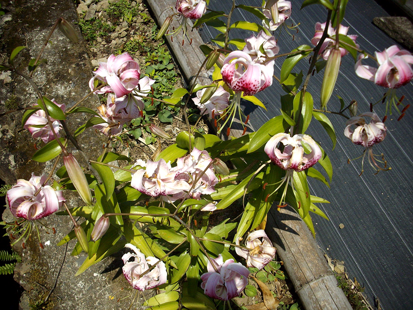 f:id:blepharisma:20121016100904j:image