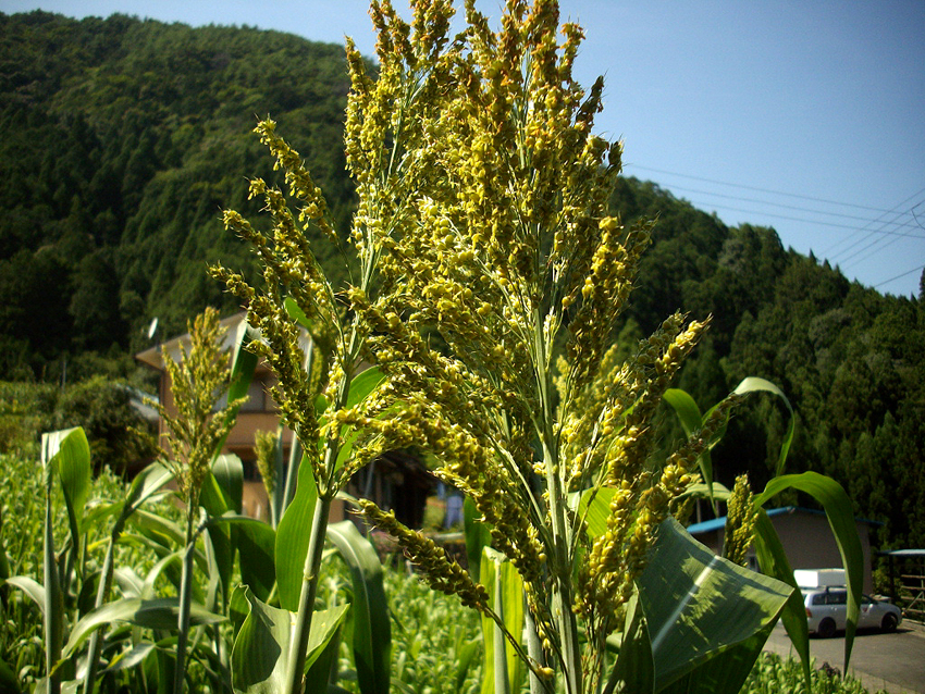 f:id:blepharisma:20121107111840j:image