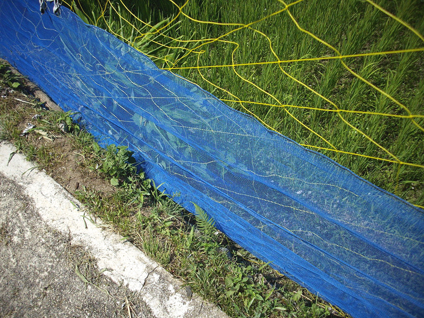 f:id:blepharisma:20121113102341j:image