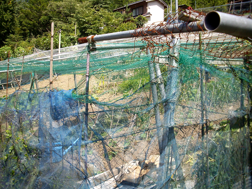 f:id:blepharisma:20121113102346j:image