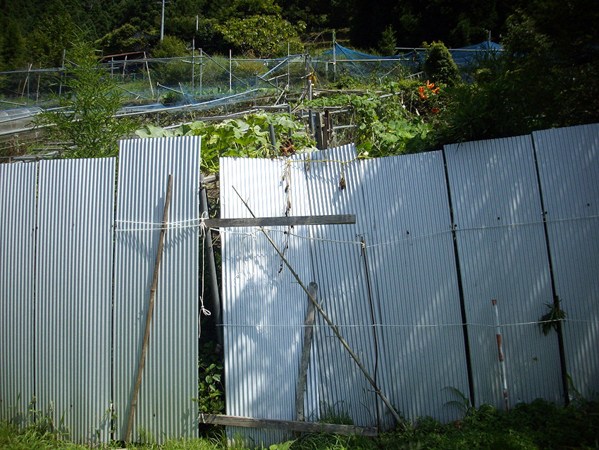 f:id:blepharisma:20121113102348j:image