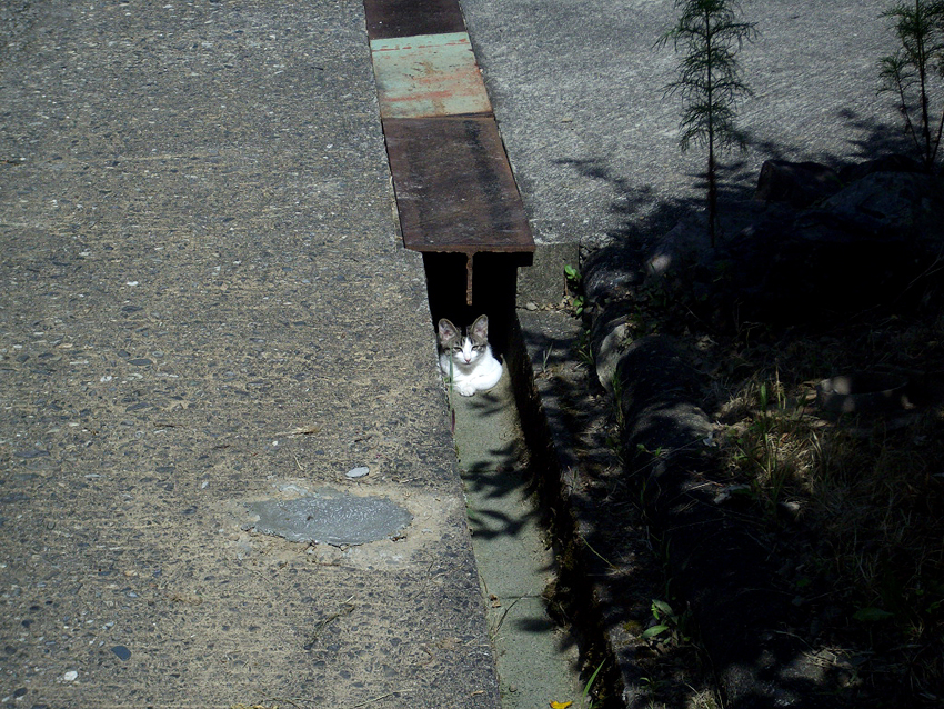 f:id:blepharisma:20121121095944j:image