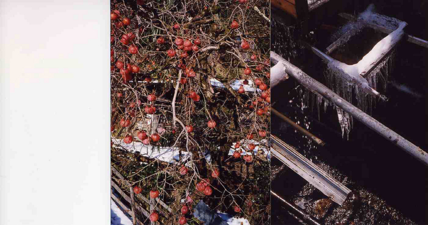 f:id:blepharisma:20121231164923j:image