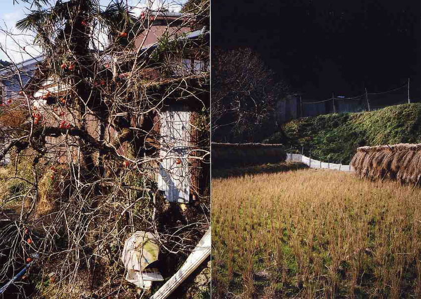f:id:blepharisma:20121231165057j:image