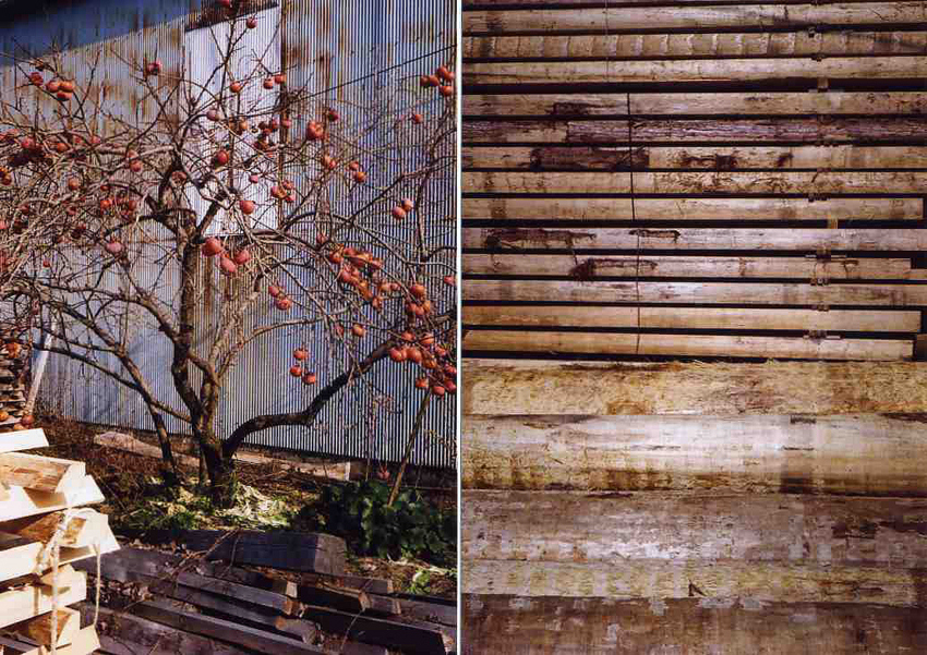 f:id:blepharisma:20121231165059j:image