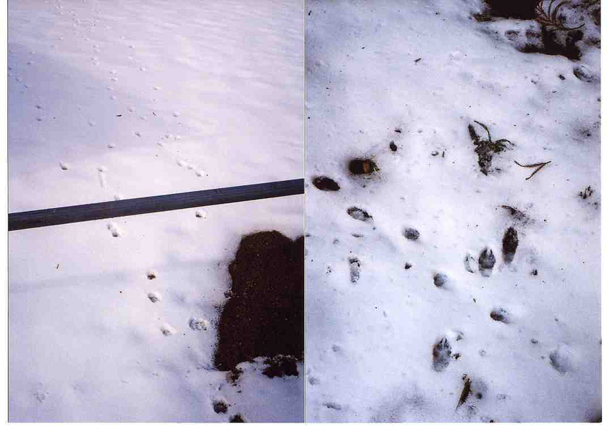 f:id:blepharisma:20121231165138j:image