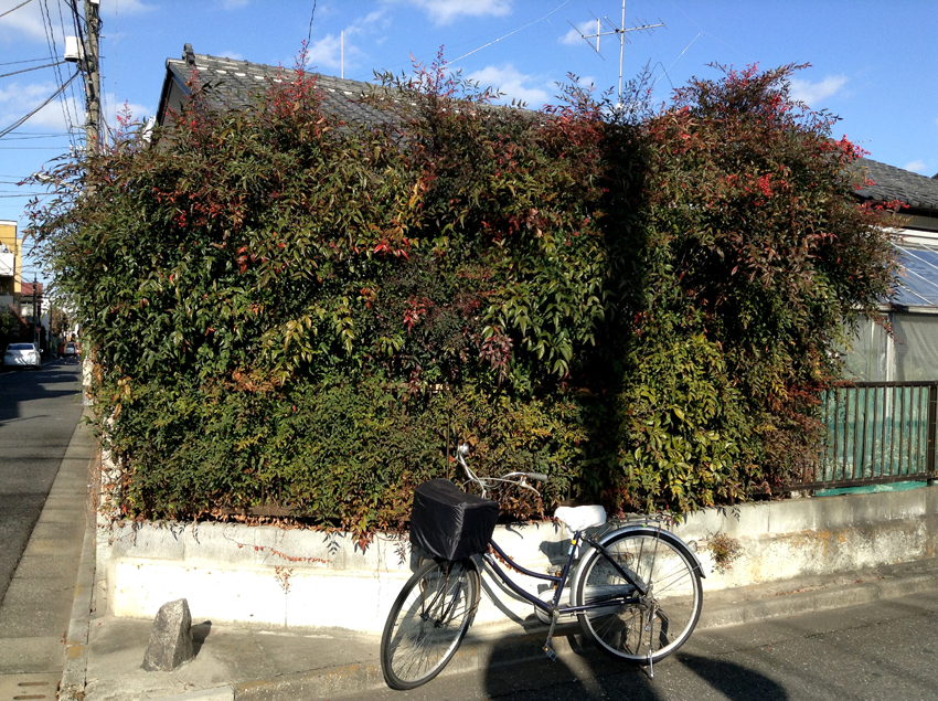 f:id:blepharisma:20130118101109j:image