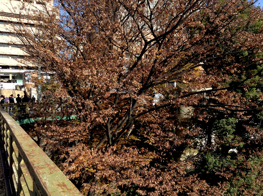 f:id:blepharisma:20130125104300j:image