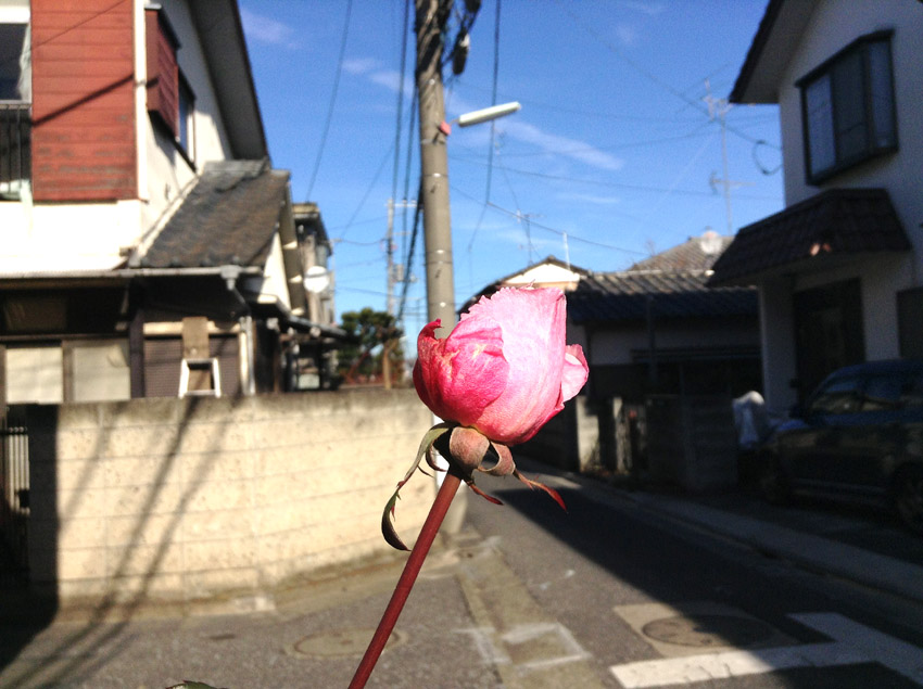 f:id:blepharisma:20130205113823j:image
