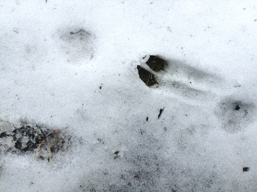 f:id:blepharisma:20130207102118j:image