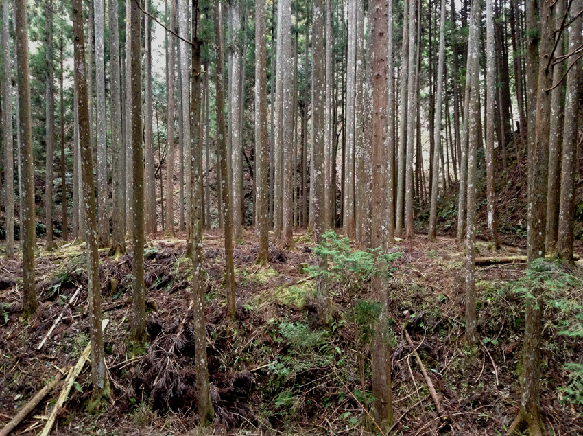f:id:blepharisma:20130220095112j:image