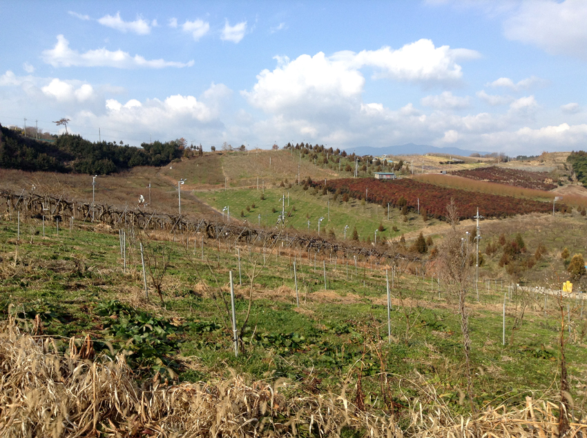 f:id:blepharisma:20130511061535j:image