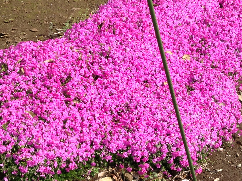 f:id:blepharisma:20130603094725j:image f:id:blepharisma:20130603094725j:image