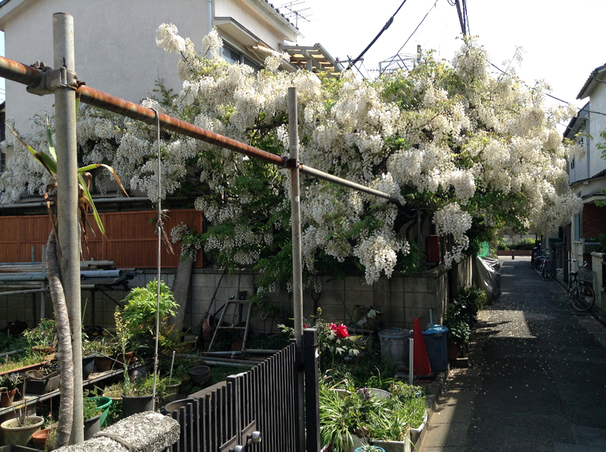 f:id:blepharisma:20130607101010j:image