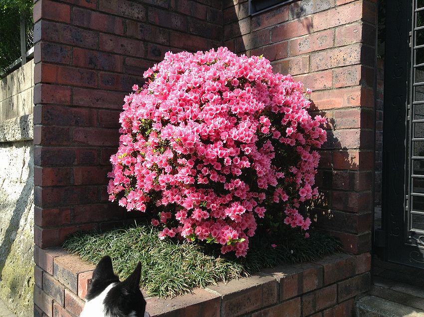 f:id:blepharisma:20131025103822j:image