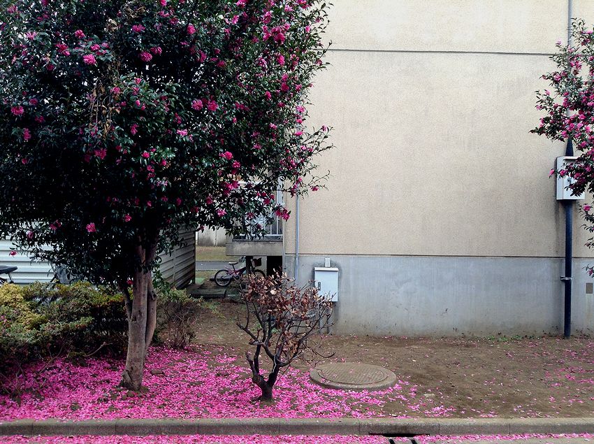 f:id:blepharisma:20140221115743j:image