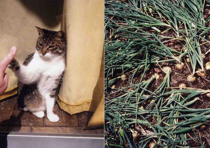 f:id:blepharisma:20140407145702j:image