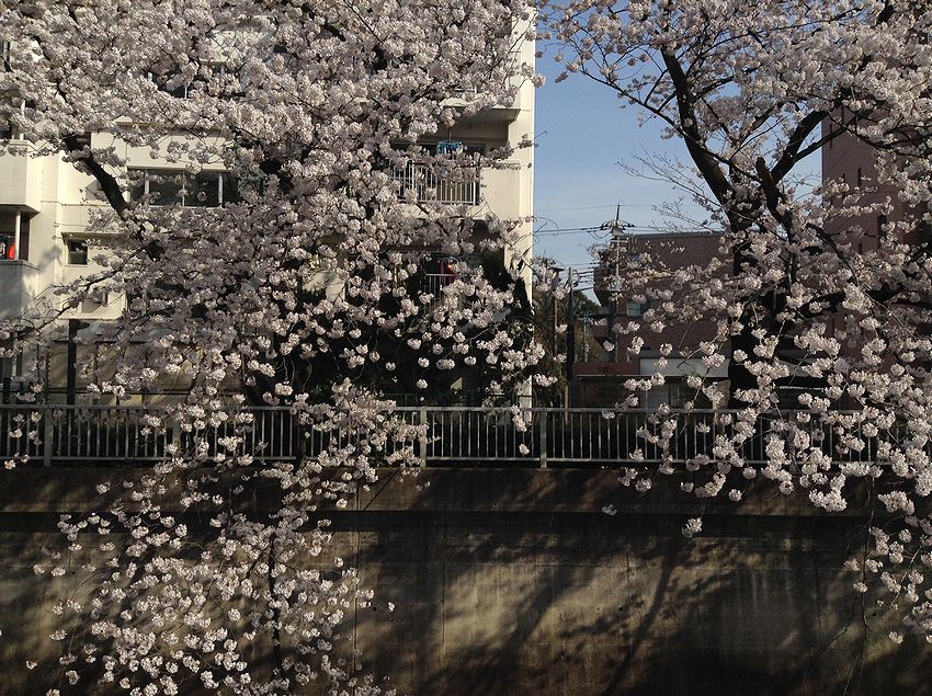 f:id:blepharisma:20140411085456j:image