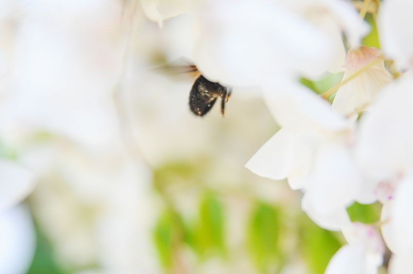 f:id:blepharisma:20140425095700j:image