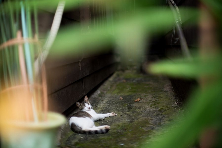f:id:blepharisma:20140914141521j:image