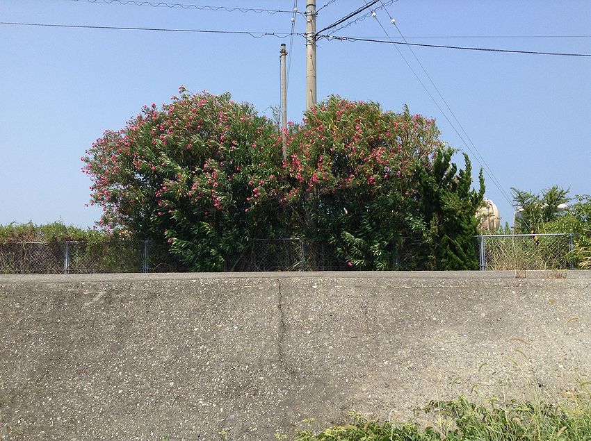 f:id:blepharisma:20141110113618j:image