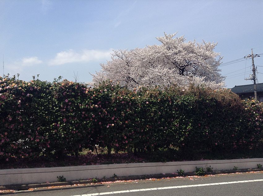 f:id:blepharisma:20150112224605j:image