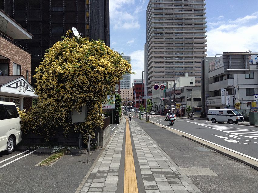 f:id:blepharisma:20150113122308j:image