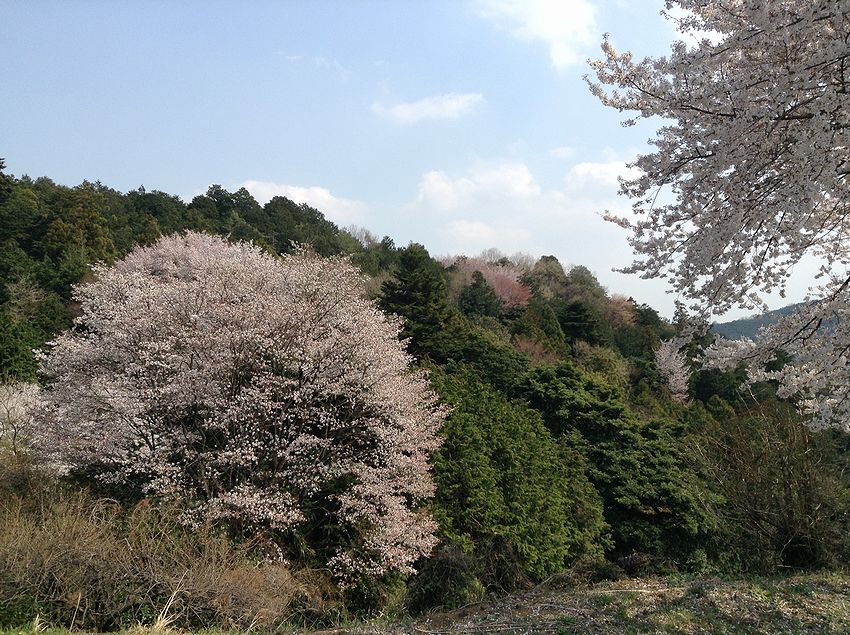 f:id:blepharisma:20150904134941j:image
