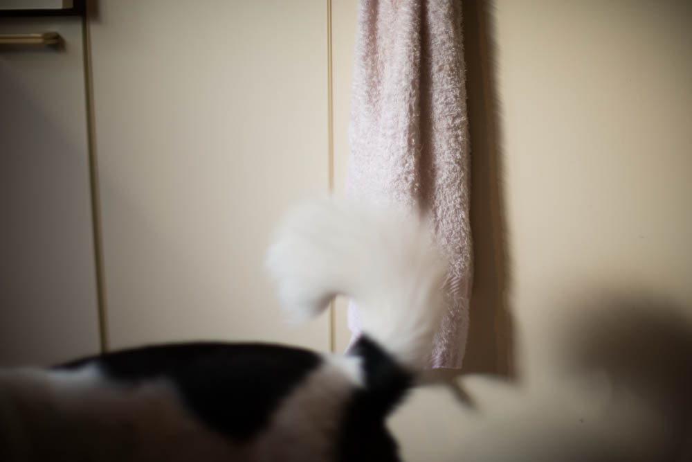 f:id:blepharisma:20151213060747j:image