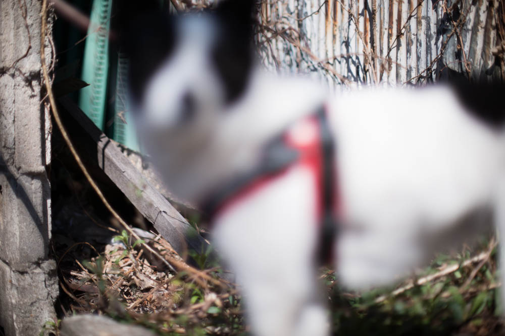 f:id:blepharisma:20151221103318j:image