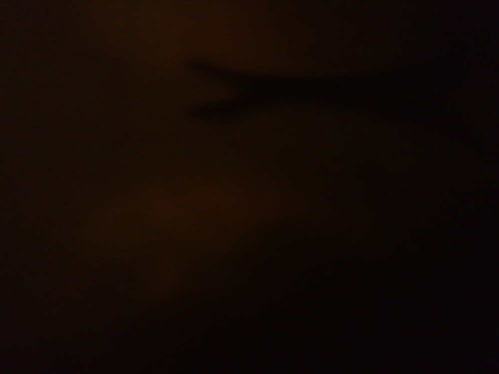 f:id:blepharisma:20160513101424j:image