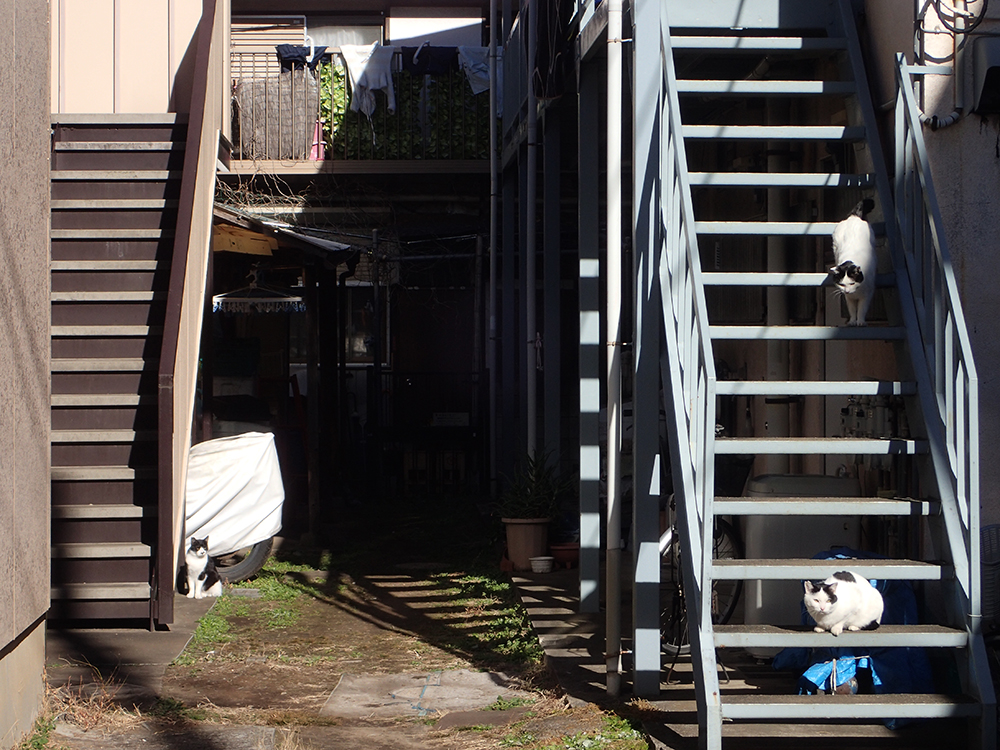 f:id:blepharisma:20190125113414j:plain