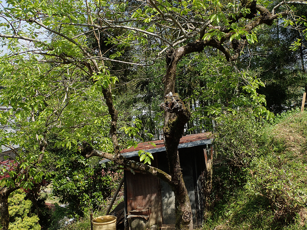 f:id:blepharisma:20190307174110j:plain