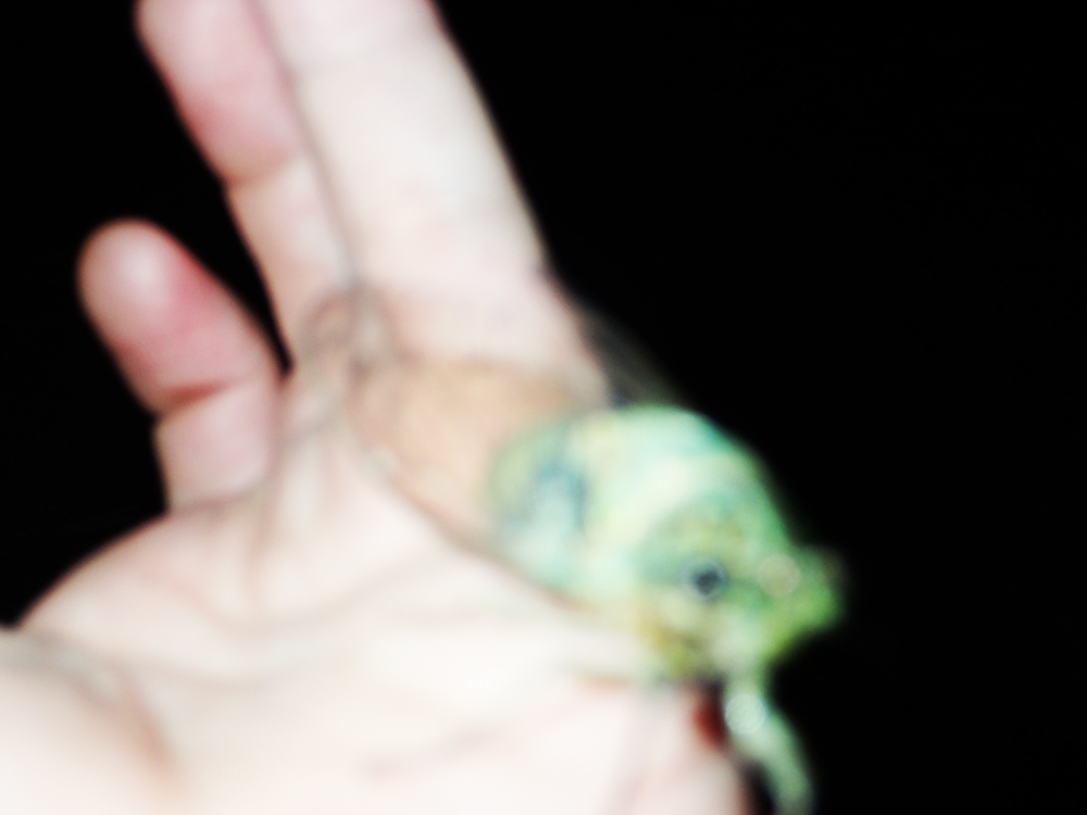 f:id:blepharisma:20190326103226j:plain