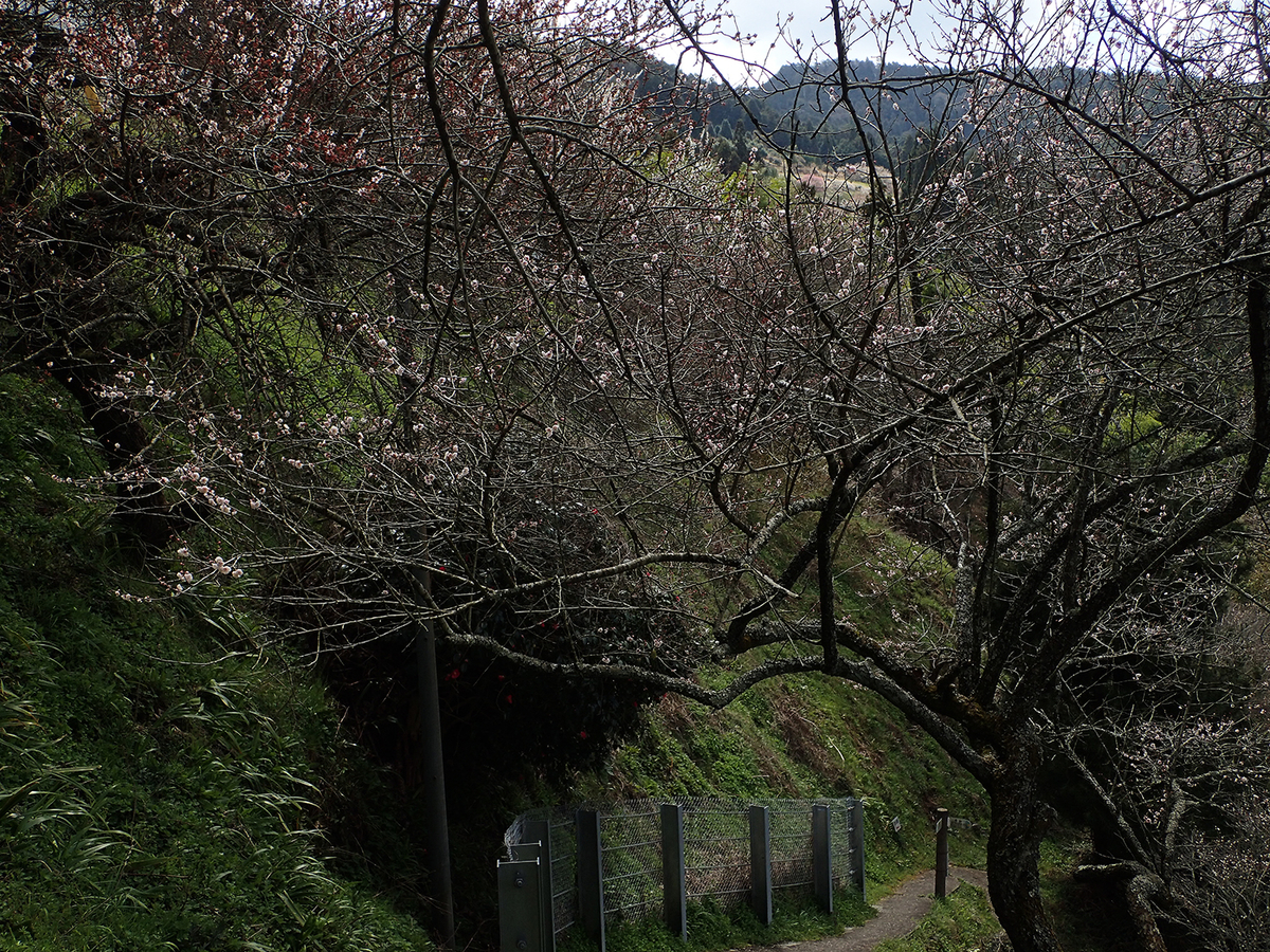 f:id:blepharisma:20190331125419j:plain
