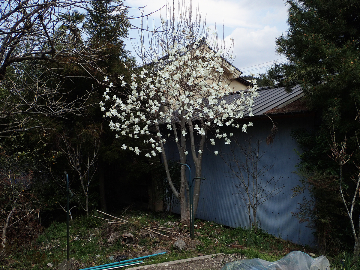 f:id:blepharisma:20190401130011j:plain