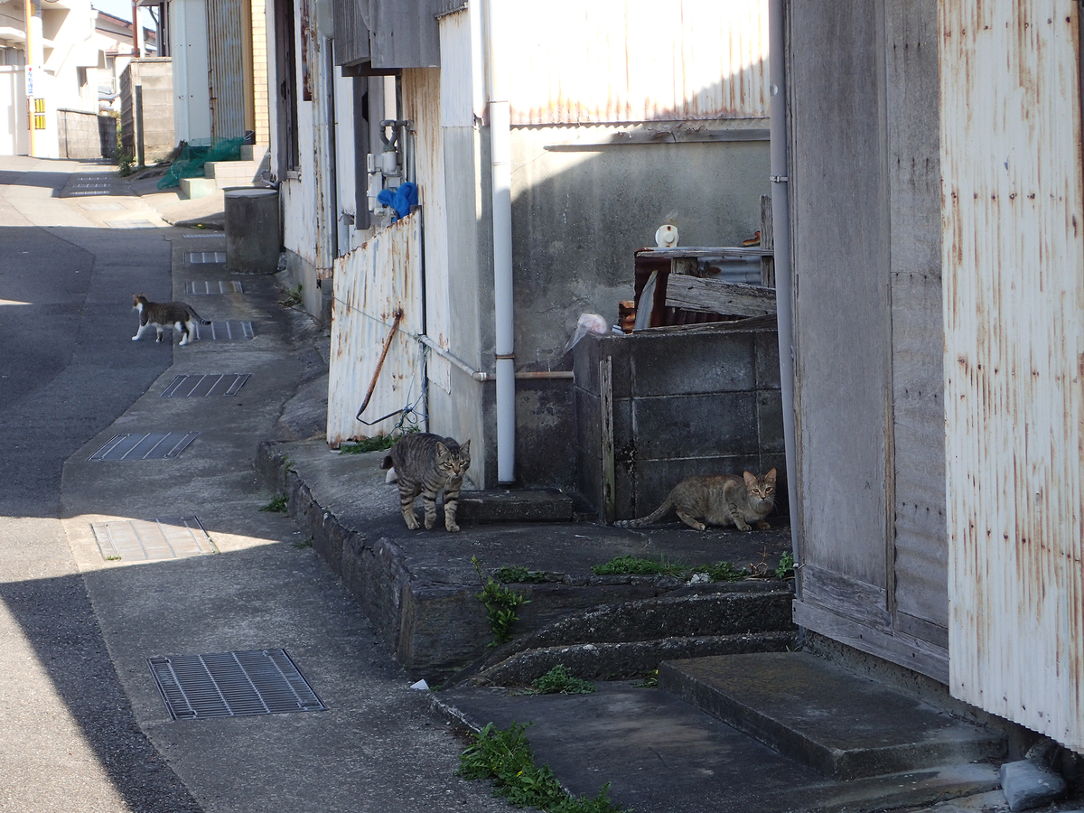 f:id:blepharisma:20190617085904j:plain
