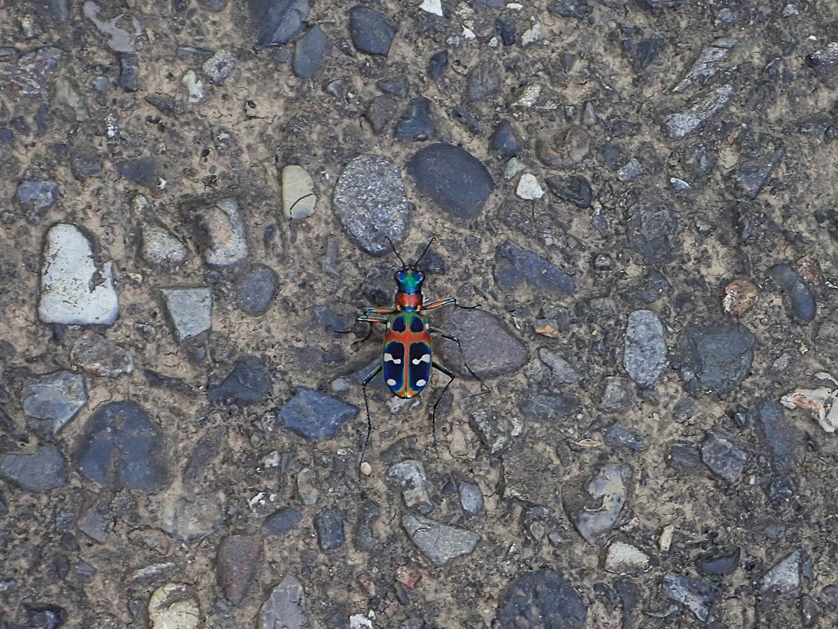f:id:blepharisma:20190715094048j:plain