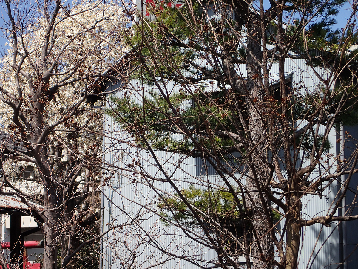 f:id:blepharisma:20190802110605j:plain