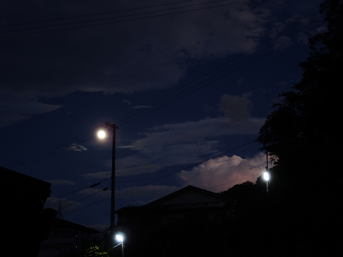 f:id:blepharisma:20200621140017j:plain
