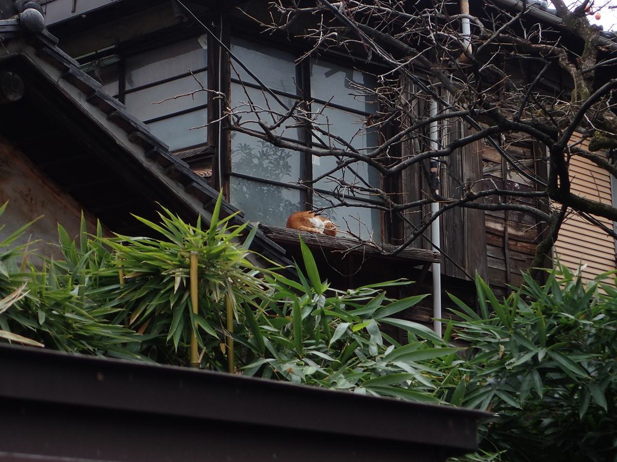 f:id:blepharisma:20201003122719j:plain