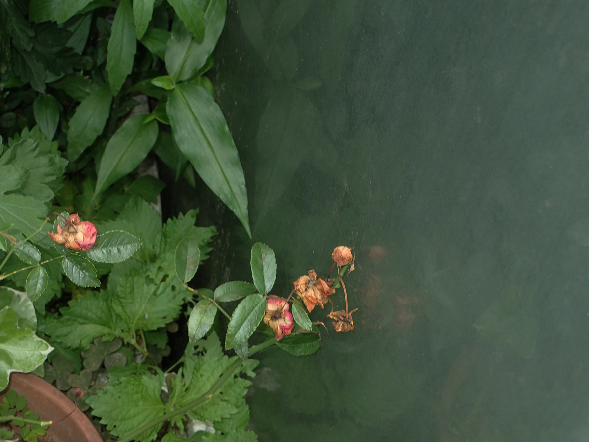f:id:blepharisma:20201125090613j:plain