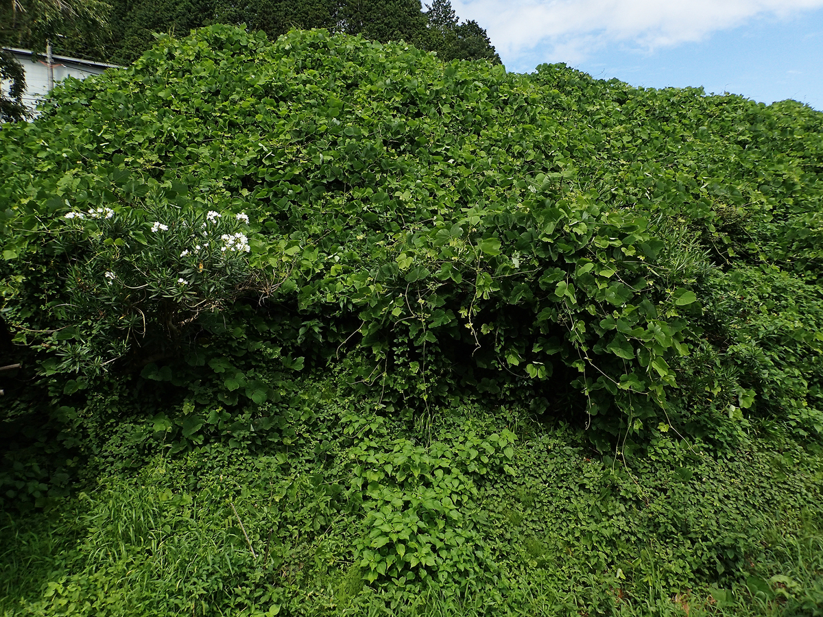 f:id:blepharisma:20220105105208j:plain