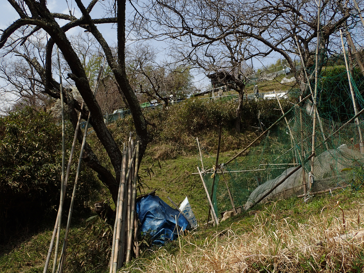 f:id:blepharisma:20220121095305j:plain