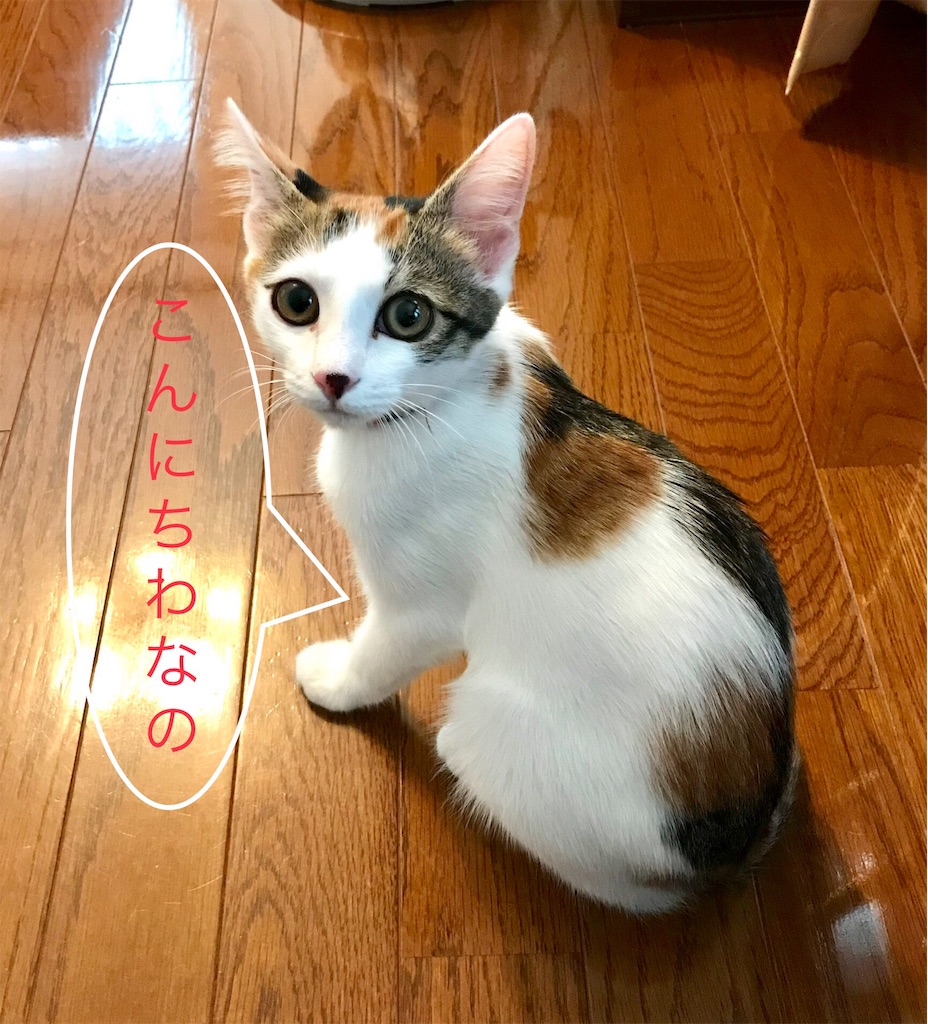 f:id:bless0519:20190925134336j:image