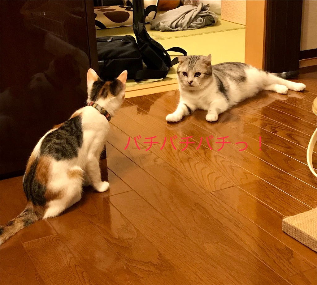 f:id:bless0519:20190925134340j:image