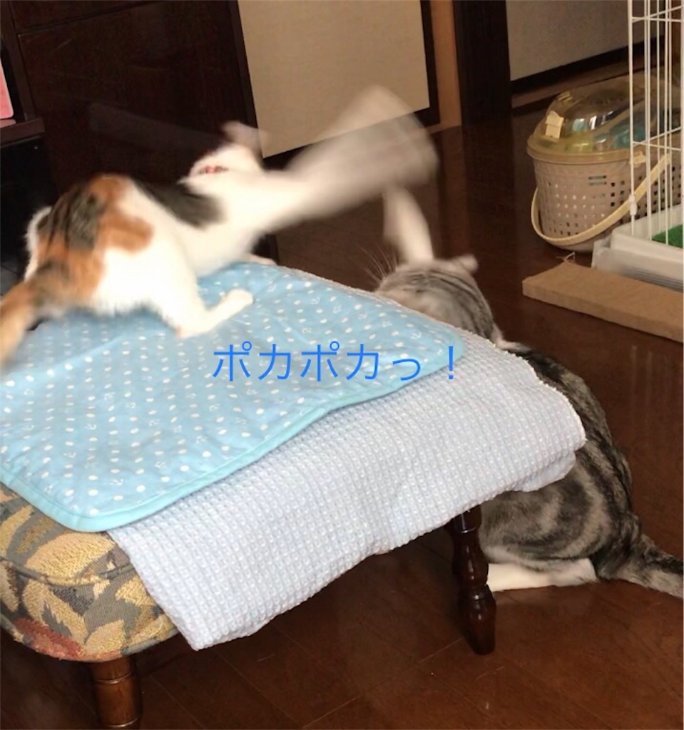 f:id:bless0519:20190925142511j:image