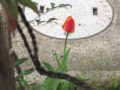 20081031231806